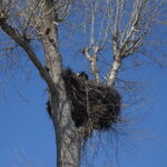 Bociany w Opatowcu / Kamil Włosowicz / Radio Kielce