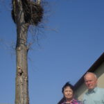 Bociany w Opatowcu / Kamil Włosowicz / Radio Kielce