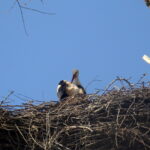 Bociany w Opatowcu / Kamil Włosowicz / Radio Kielce