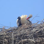 Bociany w Opatowcu / Kamil Włosowicz / Radio Kielce