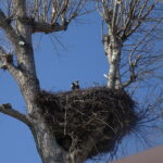 Bociany w Opatowcu / Kamil Włosowicz / Radio Kielce