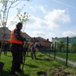 Jędrzejów. Sadzenie drzew. Akcja Zielony Jędrzejów / Ewa Pociejowska - Gawęda / Radio Kielce