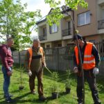 Jędrzejów. Sadzenie drzew. Akcja Zielony Jędrzejów / Ewa Pociejowska - Gawęda / Radio Kielce