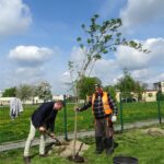 Jędrzejów. Sadzenie drzew. Akcja Zielony Jędrzejów / Ewa Pociejowska - Gawęda / Radio Kielce