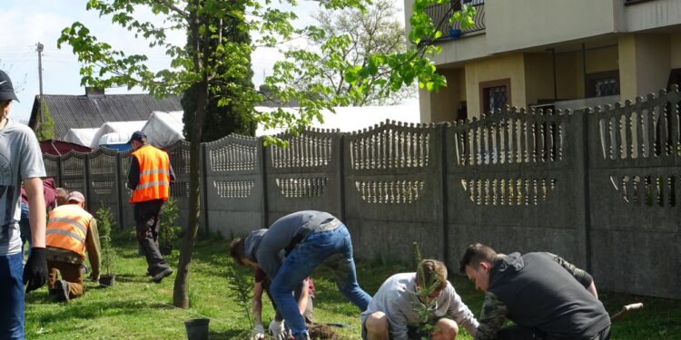 Jędrzejów. Sadzenie drzew. Akcja Zielony Jędrzejów / Ewa Pociejowska - Gawęda / Radio Kielce
