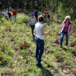 W ramach akcji „Lasy pełne energii” pracownicy PGE Obrót ze Skarżyska-Kamiennej sadzili dębowy las na terenie nadleśnictwa Suchedniów / Tomasz Piwko / Radio Kielce