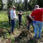 W ramach akcji „Lasy pełne energii” pracownicy PGE Obrót ze Skarżyska-Kamiennej sadzili dębowy las na terenie nadleśnictwa Suchedniów / Tomasz Piwko / Radio Kielce