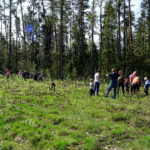W ramach akcji „Lasy pełne energii” pracownicy PGE Obrót ze Skarżyska-Kamiennej sadzili dębowy las na terenie nadleśnictwa Suchedniów / Tomasz Piwko / Radio Kielce