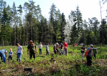W ramach akcji „Lasy pełne energii” pracownicy PGE Obrót ze Skarżyska-Kamiennej sadzili dębowy las na terenie nadleśnictwa Suchedniów / Tomasz Piwko / Radio Kielce