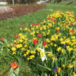 Sandomierz wiosennie / Grażyna Szlęzak-Wójcik / Radio Kielce