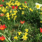 Sandomierz wiosennie / Grażyna Szlęzak-Wójcik / Radio Kielce