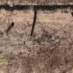 Umianowice - stacja Jędrzejowskiej Kolei Dojazdowej / Robert Felczak / Radio Kielce