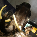 Jaskinia „Raj” / Robert Felczak / Radio Kielce