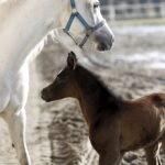 Michałów. Źrebięta ze Stadniny Michałów / Jarosław Kubalski / Radio Kielce