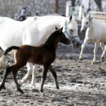 Michałów. Źrebięta ze Stadniny Michałów / Jarosław Kubalski / Radio Kielce