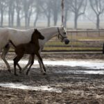 Michałów. Źrebięta ze Stadniny Michałów / Jarosław Kubalski / Radio Kielce