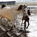 Michałów. Źrebięta ze Stadniny Michałów / Jarosław Kubalski / Radio Kielce