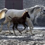 Michałów. Źrebięta ze Stadniny Michałów / Jarosław Kubalski / Radio Kielce