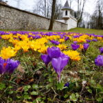 04.04.2018 Kielce. Oznaki wiosny. Zakwitły krokusy / Jarosław Kubalski / Radio Kielce