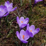 04.04.2018 Kielce. Oznaki wiosny. Zakwitły krokusy / Jarosław Kubalski / Radio Kielce