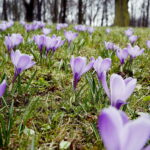04.04.2018 Kielce. Oznaki wiosny. Zakwitły krokusy / Jarosław Kubalski / Radio Kielce