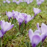 04.04.2018 Kielce. Oznaki wiosny. Zakwitły krokusy / Jarosław Kubalski / Radio Kielce