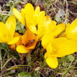 04.04.2018 Kielce. Oznaki wiosny. Zakwitły krokusy. Pszczoła / Jarosław Kubalski / Radio Kielce