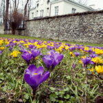04.04.2018 Kielce. Oznaki wiosny. Zakwitły krokusy / Jarosław Kubalski / Radio Kielce