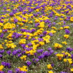 04.04.2018 Kielce. Oznaki wiosny. Zakwitły krokusy / Jarosław Kubalski / Radio Kielce