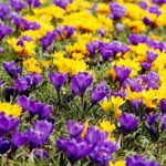 04.04.2018 Kielce. Oznaki wiosny. Zakwitły krokusy / Jarosław Kubalski / Radio Kielce