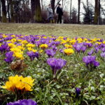 04.04.2018 Kielce. Oznaki wiosny. Zakwitły krokusy / Jarosław Kubalski / Radio Kielce