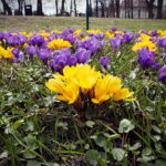 04.04.2018 Kielce. Oznaki wiosny. Zakwitły krokusy / Jarosław Kubalski / Radio Kielce