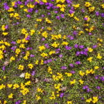 04.04.2018 Kielce. Oznaki wiosny. Zakwitły krokusy / Jarosław Kubalski / Radio Kielce