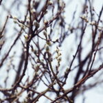 04.04.2018 Kielce. Oznaki wiosny. Zakwitły krokusy / Jarosław Kubalski / Radio Kielce