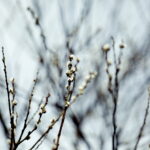 04.04.2018 Kielce. Oznaki wiosny. Bazie / Jarosław Kubalski / Radio Kielce