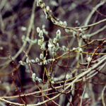 04.04.2018 Kielce. Oznaki wiosny. Bazie / Jarosław Kubalski / Radio Kielce