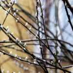 04.04.2018 Kielce. Oznaki wiosny. Bazie / Jarosław Kubalski / Radio Kielce