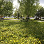 27.04.2018 Kielce. Skwer przy skrzyżowaniu Sandomierska -  Żródłowa / Jarosław Kubalski / Radio Kielce