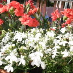 Balkon u pani Haliny / słuchacz