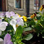 Sadzenie bratków w gazonach na ulicy Sienkiewicza / Marzena Mąkosa / Radio Kielce