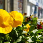 Sadzenie bratków w gazonach na ulicy Sienkiewicza / Marzena Mąkosa / Radio Kielce