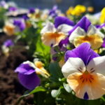 Sadzenie bratków w gazonach na ulicy Sienkiewicza / Marzena Mąkosa / Radio Kielce