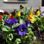 Sadzenie bratków w gazonach na ulicy Sienkiewicza / Marzena Mąkosa / Radio Kielce