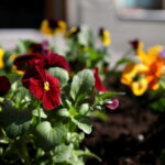 Sadzenie bratków w gazonach na ulicy Sienkiewicza / Marzena Mąkosa / Radio Kielce