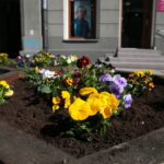 Sadzenie bratków w gazonach na ulicy Sienkiewicza / Marzena Mąkosa / Radio Kielce