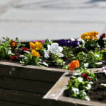 Sadzenie bratków w gazonach na ulicy Sienkiewicza / Marzena Mąkosa / Radio Kielce