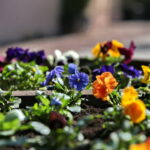 Sadzenie bratków w gazonach na ulicy Sienkiewicza / Marzena Mąkosa / Radio Kielce