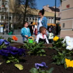 Sadzenie bratków w gazonach na ulicy Sienkiewicza / Marzena Mąkosa / Radio Kielce