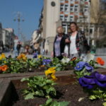 Sadzenie bratków w gazonach na ulicy Sienkiewicza / Marzena Mąkosa / Radio Kielce