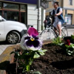 Sadzenie bratków w gazonach na ulicy Sienkiewicza / Marzena Mąkosa / Radio Kielce